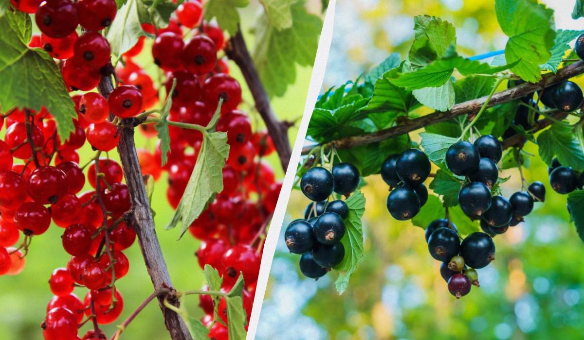 Ako správne zasadiť ríbezle na jeseň, aby v lete kríky praskali bobuľami