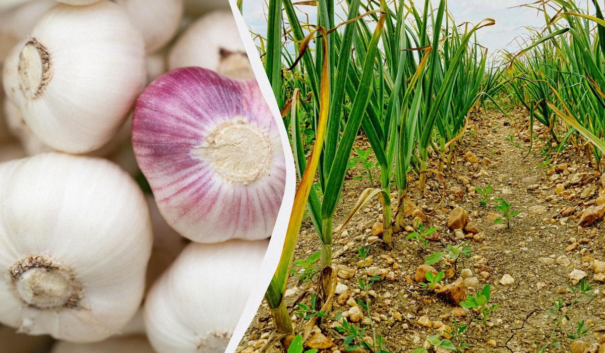 Cesnak miluje toto hnojivo: čím posypať záhony na jeseň pre veľké hlavy