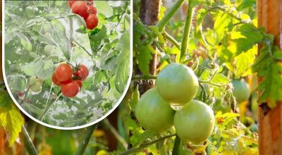 Dvesto gramov a sú zrelé: pestovateľka zeleniny sa podelila o metódu svojho starého otca bez chemikálií