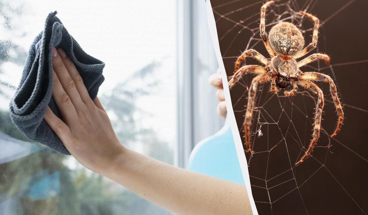Jeden výrobok čistí okná do lesku a zbavuje pavúkov: nezvyčajný lifehack