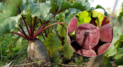 Kedy zbierať červenú repu v roku 2025: sú pomenované dva znaky zrelej zeleniny
