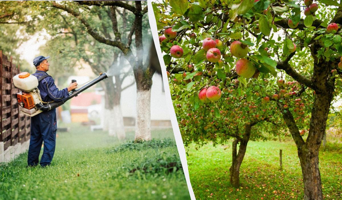 Mšice sa už nikdy nedotknú jabloní: účinné riešenie z dvoch zložiek