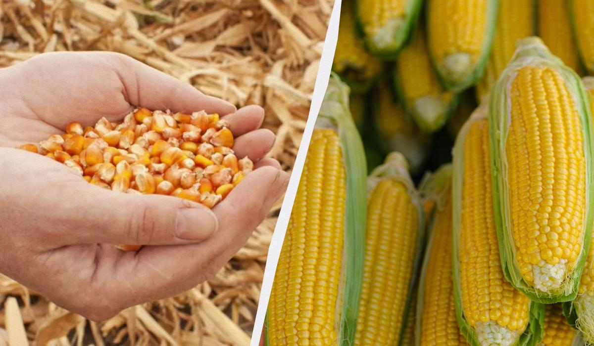 Najlepšie obdobie na siatie kukurice v roku 2025: nezmeškajte ho