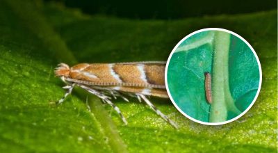 Nová invázia škodcov na Ukrajine: ohrozených je 80 % plodín, ako proti nej bojovať