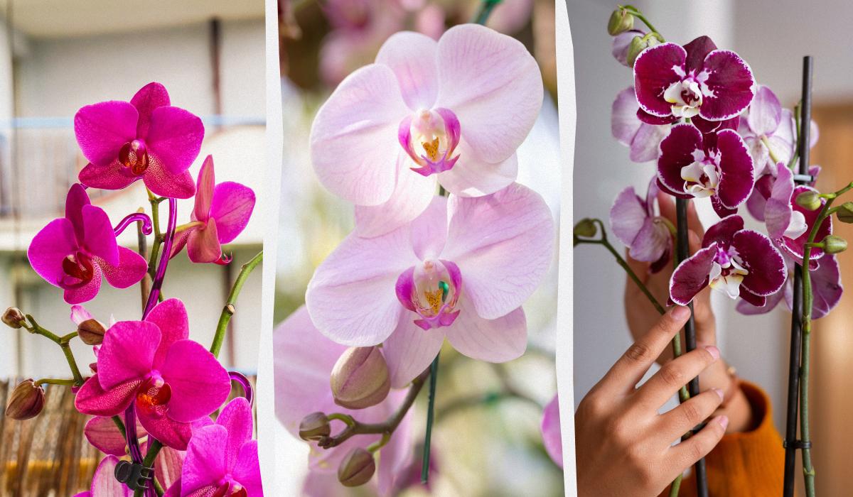 Orchidea bude kvitnúť na jeseň, ak ju budete kŕmiť raz mesačne jedným jednoduchým prostriedkom.