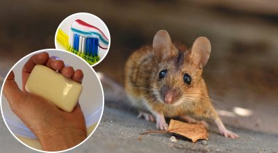Potkany a myši zmiznú navždy: nákladovo efektívny prostriedok proti hlodavcom