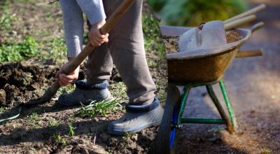 Výsevný kalendár na september 2025: čo robiť v záhrade a na zeleninovej záhrade